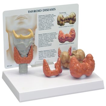 anatomicalmodels-medstore.ie