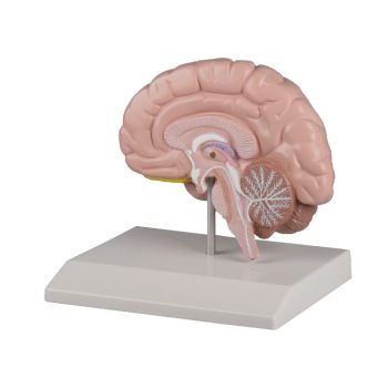 brainmodels-medstore.ie