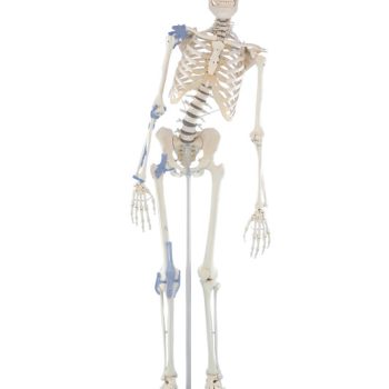 skeletonpackage-medstore.ie