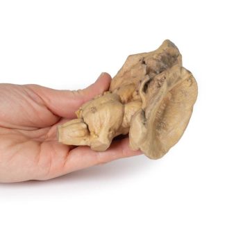 heartmodels-medstore.ie