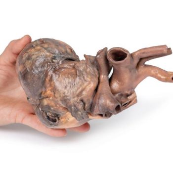 The New human Heart model