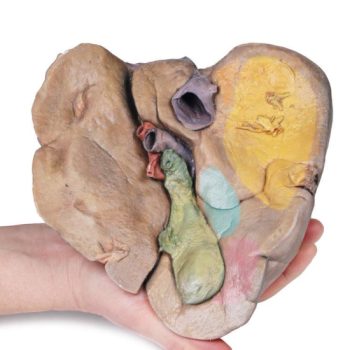 Livermodels-medstore.ie