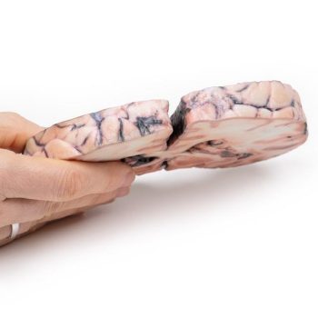 anatomicalmodels-medstore.ie