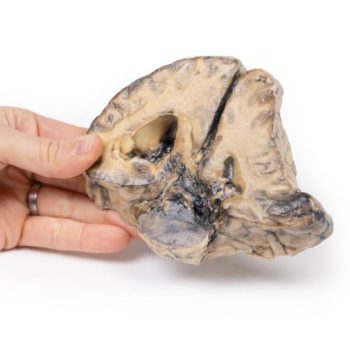 medicalsupplies-medstore.ie