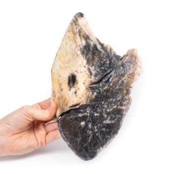 anatomicalmodels-medstore.ie