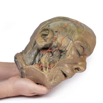 headmodels-medstore.ie