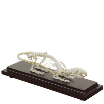 ratskeleton-medstore.ie