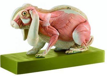 anatomicalrabbit-medstore.ie
