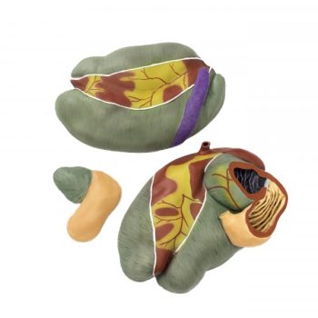 stomachmodels-medstore.ie