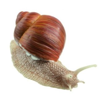 snails-medstore.ie