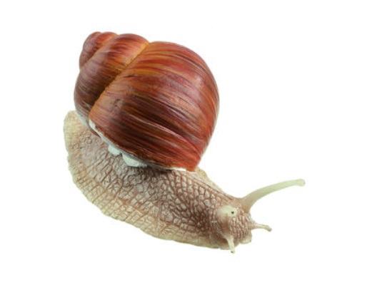 snails-medstore.ie