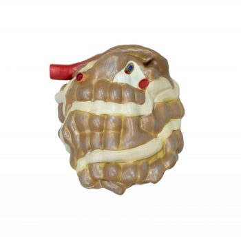 pigintestine-medstore.ie