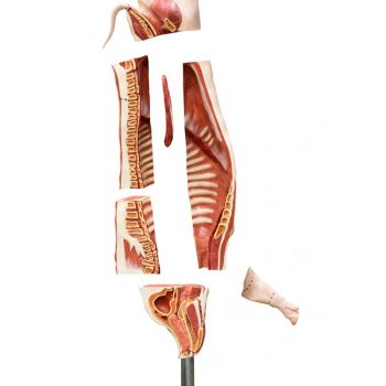 porkpigs-medstore.ie