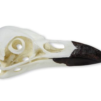 ravenskull-medstore.ie