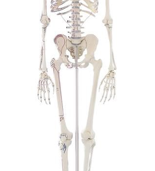 Skeletons-medstore.ie