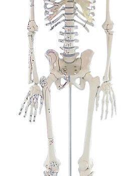 miniatureskeletons-medstore.ied