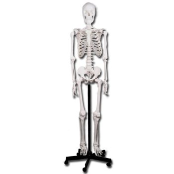 skeletons-medstore.ie