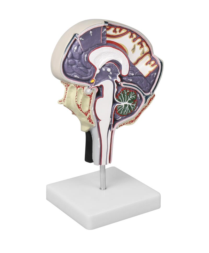 brainmodels-medstore.ie