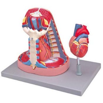 mediastinum-medstore.ie