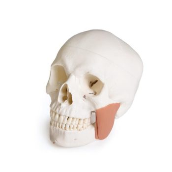 dentalskulls-medstore.ie
