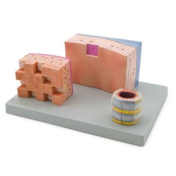 tracheasection-medstore.ie