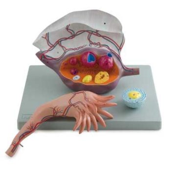 medicalsupplies-medstore.ie