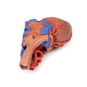 heartmodels-medstore.ie