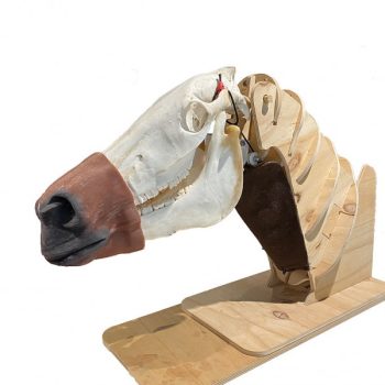 equinemodels-medstore.ie