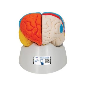Deluxe Brain Model