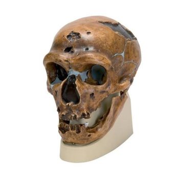 La ChapellThee-aux-Saints skullmodel