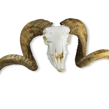 Skull and horn Marino sheep ram ovis aries
