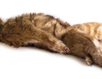 anatomicaldogmodels-medstore.ie