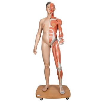 Life Size Dual Sex Asain Human muscle Torso 39 part