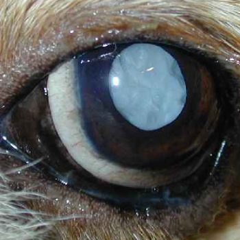 verterinaryscope-medstore.ie