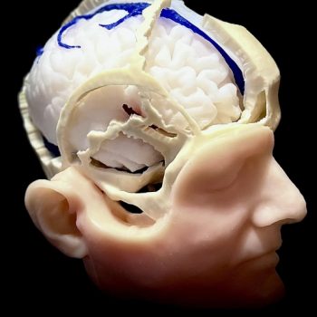 anatomicalmodles-medstopre.ie