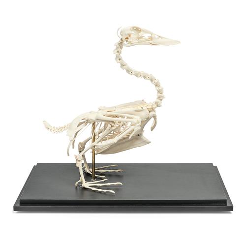 Duck Skeleton