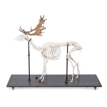 Fallow Deer Skeleton male on base