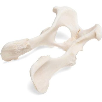 Dog pelvis