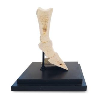 🐎 Pasrern longitudinal section