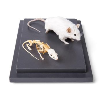 🐁 in display casemouse skeleton
