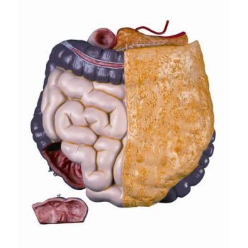 Spare intestine package2 part