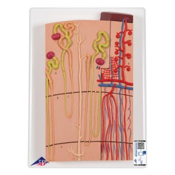 Nephron and blood vessel model
