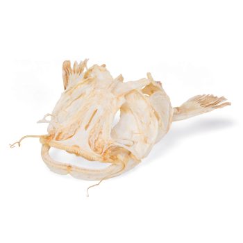 European catfish model