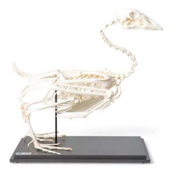 Goose Skeleton