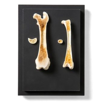 Structure of a bird a mammal boe specimen