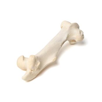 Mammalian metatarsal bone