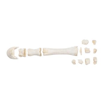 Horse meta carpel bones