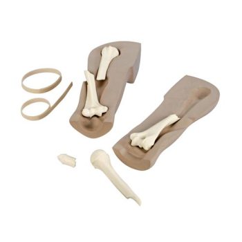 Real anatomical model of a pig foot