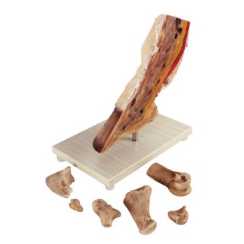 horsehoofmodelireland-medstore.ie