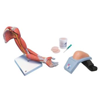 New upper intramuscular injection training kit